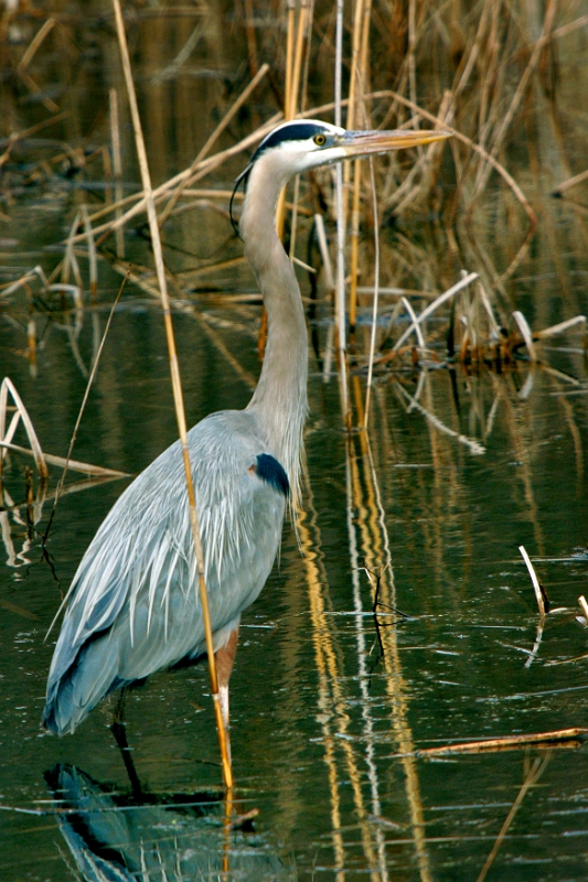 Heron UNstylized 